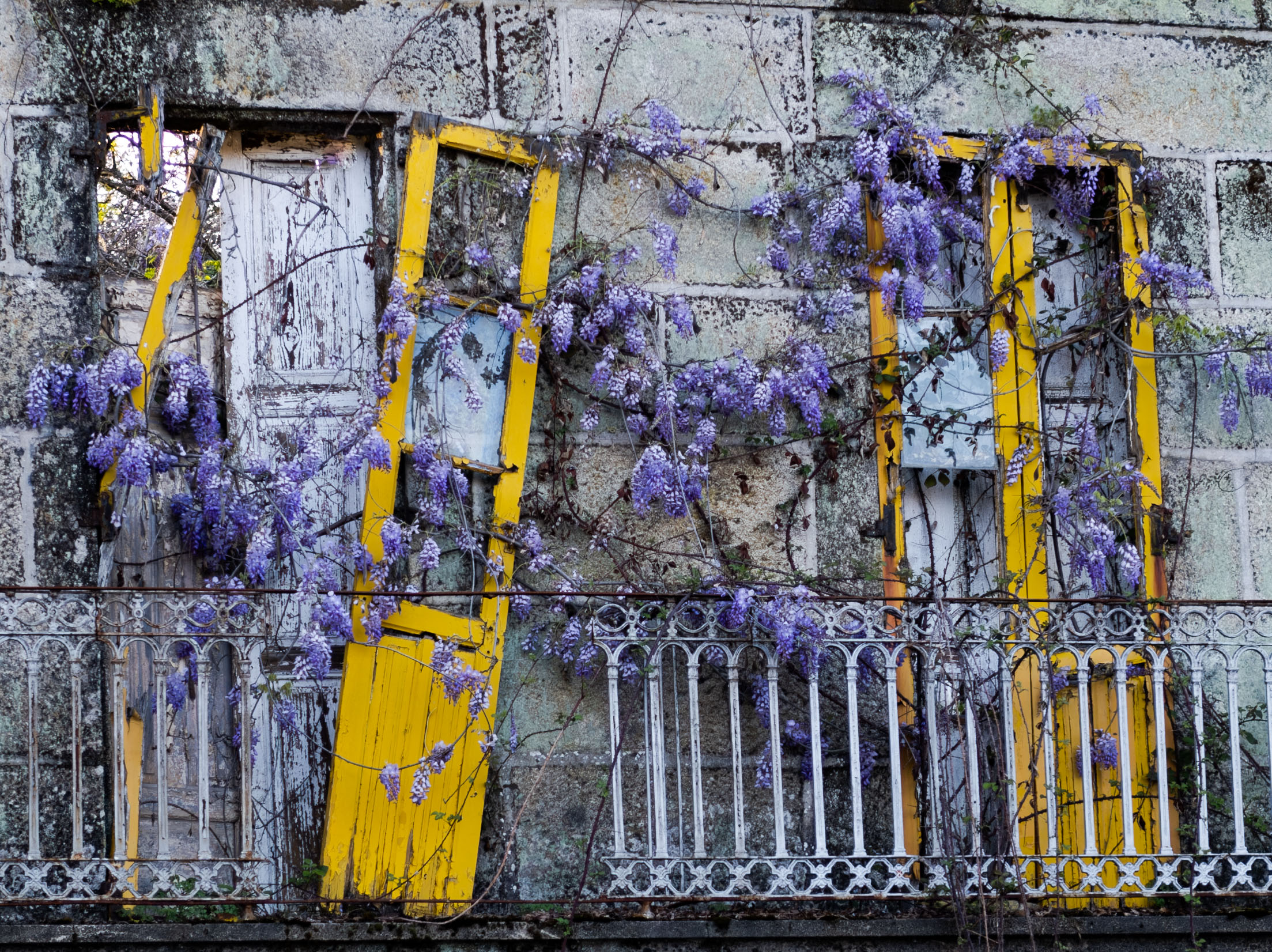 puertas amarillas rotas con lilas creciendo
