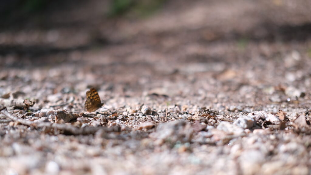 Mariposa en un camino